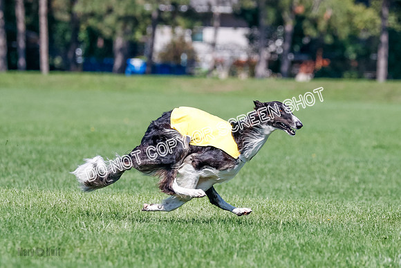 Borzoi Finals Raven, Lady-3817