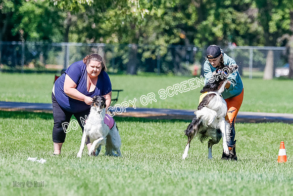 Borzoi Finals Raven, Lady-3797