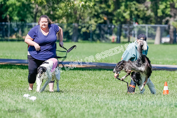 Borzoi Finals Raven, Lady-3803