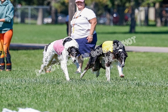 Borzoi Finals Raven, Lady-3807