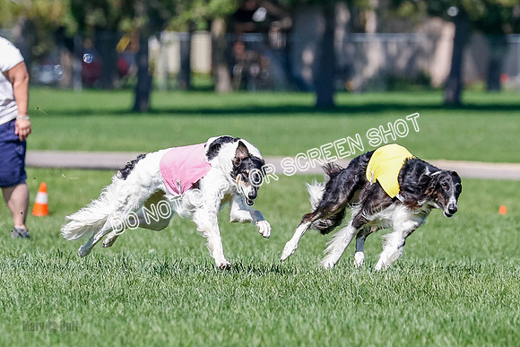 Borzoi Finals Raven, Lady-3812