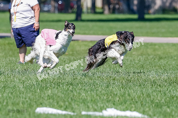 Borzoi Finals Raven, Lady-3810