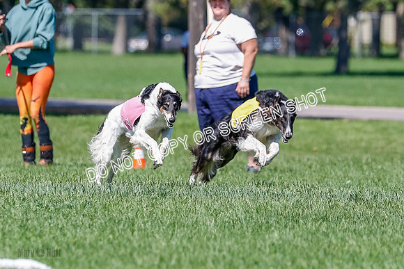 Borzoi Finals Raven, Lady-3806