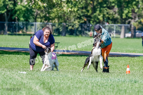 Borzoi Finals Raven, Lady-3796