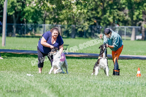 Borzoi Finals Raven, Lady-3794