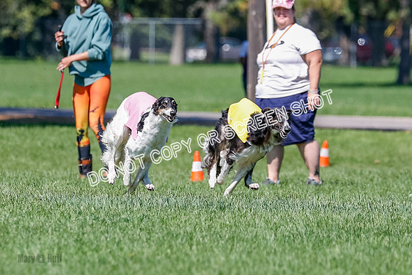 Borzoi Finals Raven, Lady-3804
