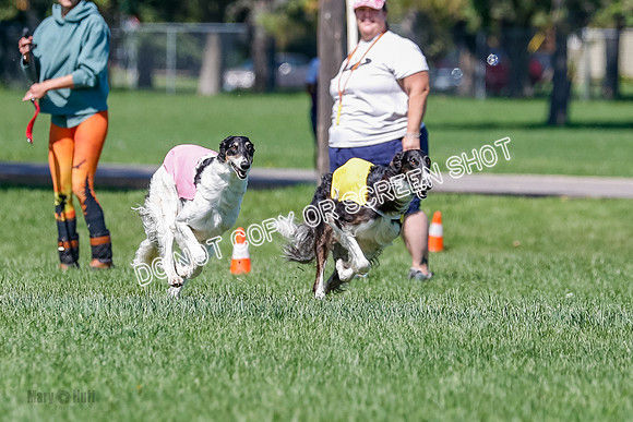 Borzoi Finals Raven, Lady-3805