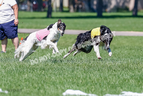 Borzoi Finals Raven, Lady-3811