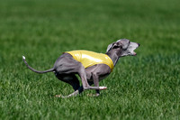 Italian Greyhound