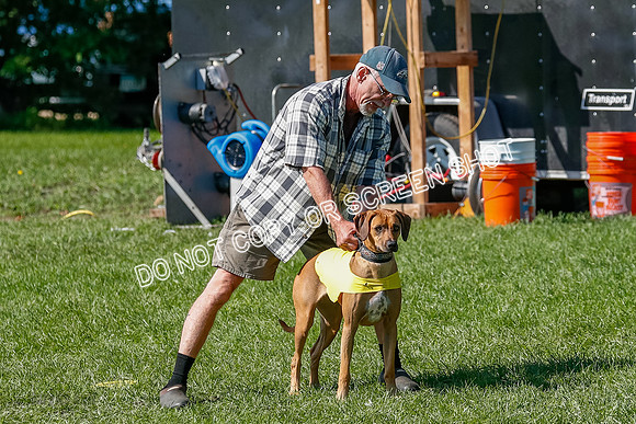 Rhodesian Ridgeback Prelim Remmy, Iris-2728