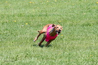 Rhodesian Ridgeback Prelim Remmy, Iris-2798