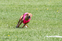Rhodesian Ridgeback Prelim Remmy, Iris-2758