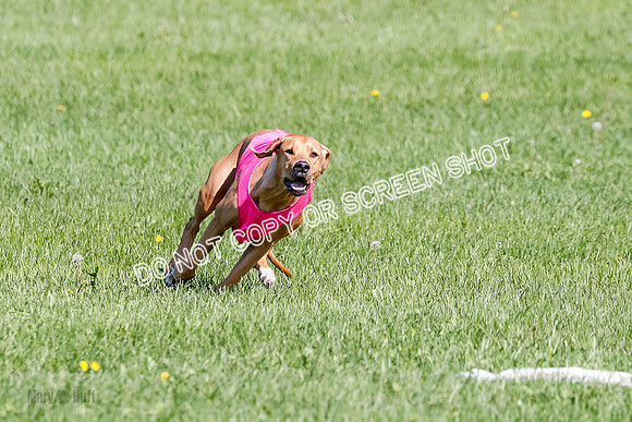 Rhodesian Ridgeback Prelim Remmy, Iris-2758