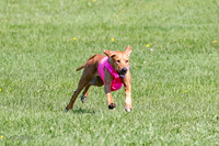 Rhodesian Ridgeback Prelim Remmy, Iris-2761