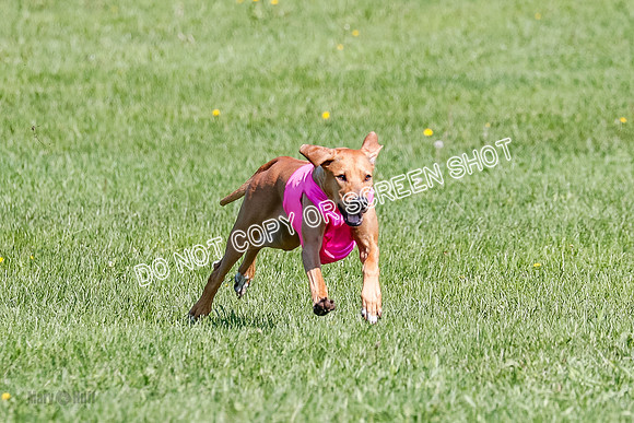 Rhodesian Ridgeback Prelim Remmy, Iris-2761
