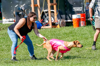 Rhodesian Ridgeback Prelim Remmy, Iris-2776