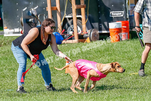 Rhodesian Ridgeback Prelim Remmy, Iris-2776