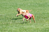 Rhodesian Ridgeback Prelim Remmy, Iris-2791