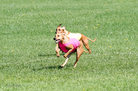 Rhodesian Ridgeback Prelim Remmy, Iris-2785