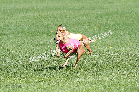 Rhodesian Ridgeback Prelim Remmy, Iris-2785