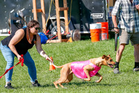 Rhodesian Ridgeback Prelim Remmy, Iris-2777