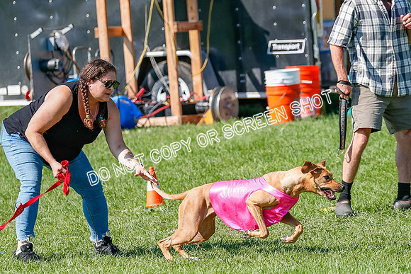Rhodesian Ridgeback Prelim Remmy, Iris-2777