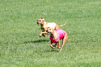 Rhodesian Ridgeback Prelim Remmy, Iris-2790