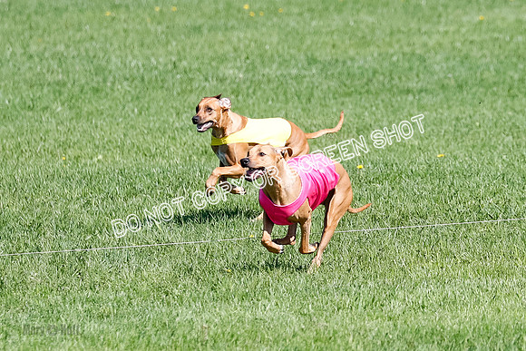 Rhodesian Ridgeback Prelim Remmy, Iris-2790