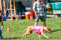 Rhodesian Ridgeback Prelim Remmy, Iris-2779