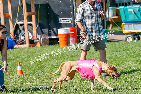 Rhodesian Ridgeback Prelim Remmy, Iris-2779