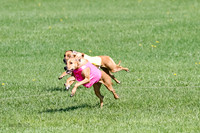 Rhodesian Ridgeback Prelim Remmy, Iris-2786