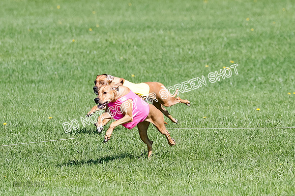 Rhodesian Ridgeback Prelim Remmy, Iris-2786