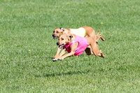 Rhodesian Ridgeback Prelim Remmy, Iris-2787