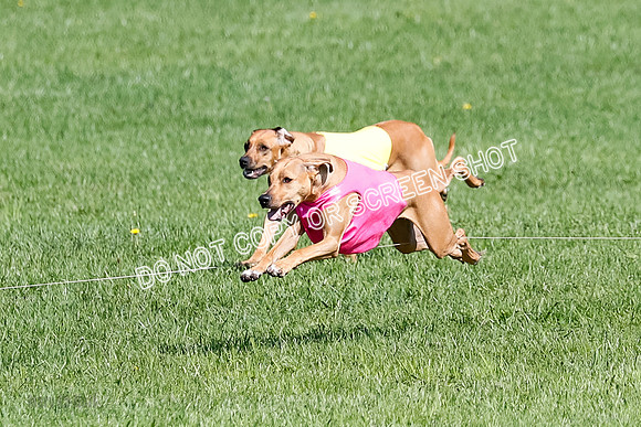 Rhodesian Ridgeback Prelim Remmy, Iris-2787