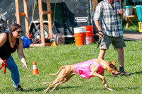 Rhodesian Ridgeback Prelim Remmy, Iris-2778