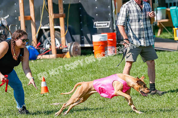 Rhodesian Ridgeback Prelim Remmy, Iris-2778