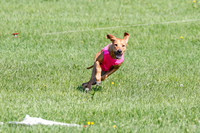 Rhodesian Ridgeback Prelim Remmy, Iris-2755