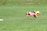 Rhodesian Ridgeback Prelim Remmy, Iris-2780