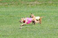 Rhodesian Ridgeback Prelim Remmy, Iris-2781