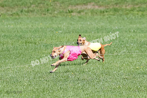 Rhodesian Ridgeback Prelim Remmy, Iris-2781