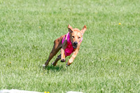 Rhodesian Ridgeback Prelim Remmy, Iris-2756