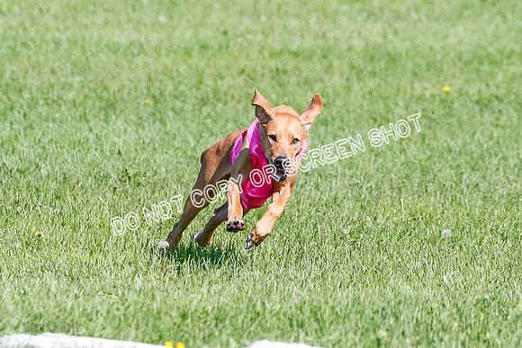 Rhodesian Ridgeback Prelim Remmy, Iris-2756