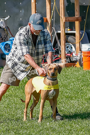 Rhodesian Ridgeback Prelim Remmy, Iris-2731