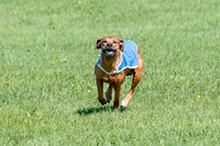 Rhodesian Ridgeback