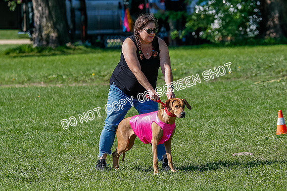 Rhodesian Ridgeback Prelim Remmy, Iris-2730