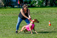 Rhodesian Ridgeback Prelim Remmy, Iris-2734