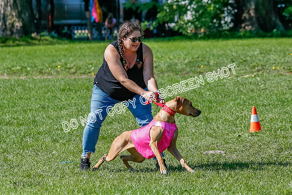 Rhodesian Ridgeback Prelim Remmy, Iris-2734