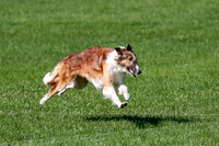 Test Dog