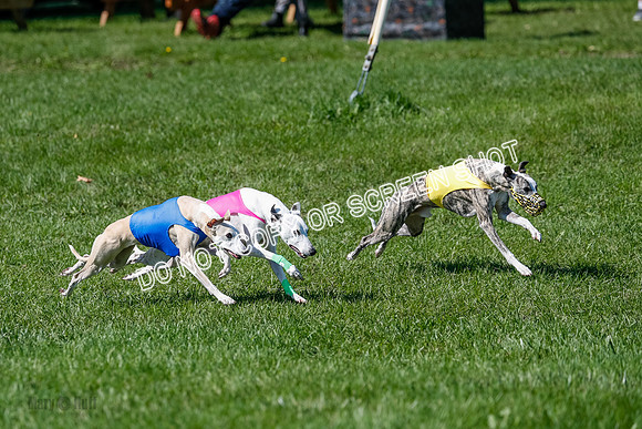 Whippet Prelim Archer, Wyatt, Raya-3173