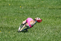 Whippet Prelim Zed Pearl-3084